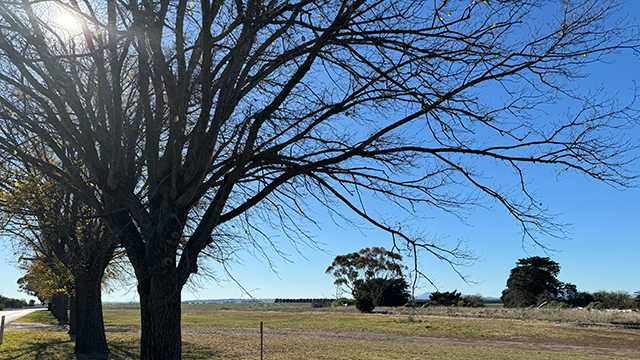 Long shot of a green paddock with two buildings in the distance and a large tree in the foreground with the sun shining through its branches