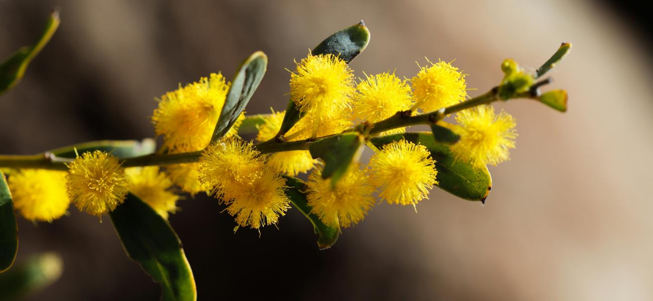 Close up of yellow wattle tree