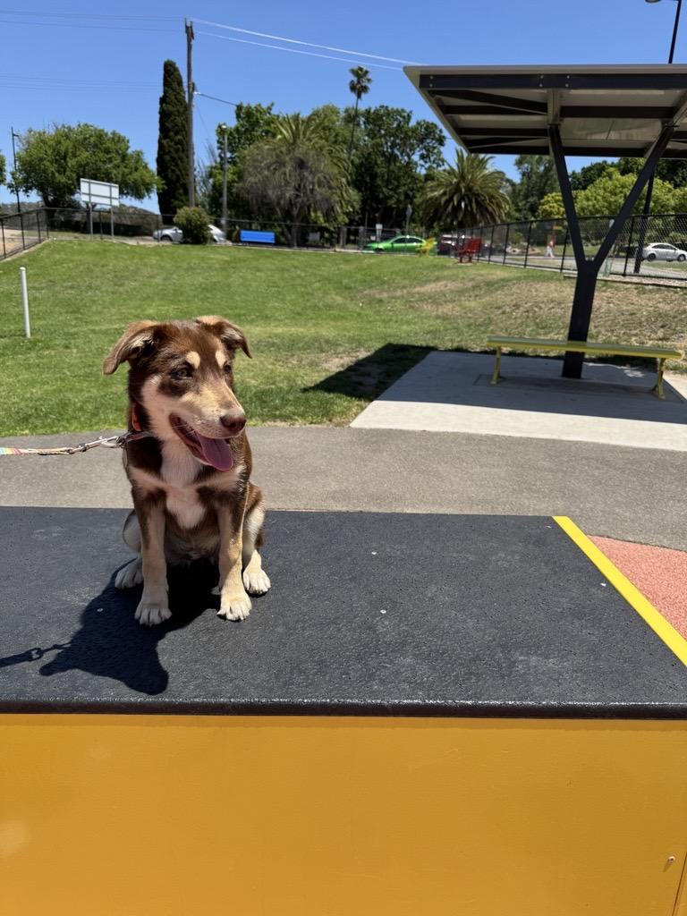 A caramel-coloured dog sitting and smiling at a dog park on a sunny day