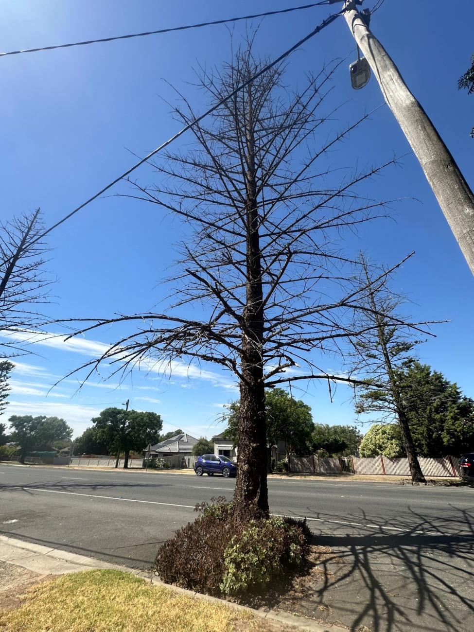 Long shot of a large Norfolk Island Pine tree in an unhealthy condition