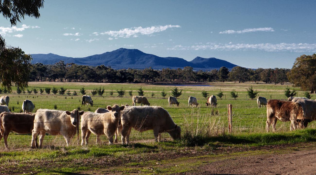 A long shot of a paddock with several cows standing in the grass in sunny weather