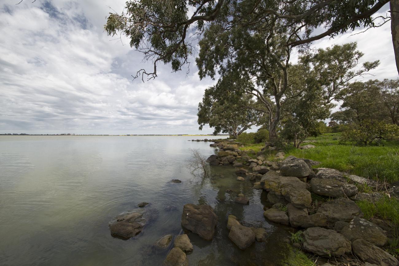 Peaceful scene of a lake's edge with a willow tree bending over the water