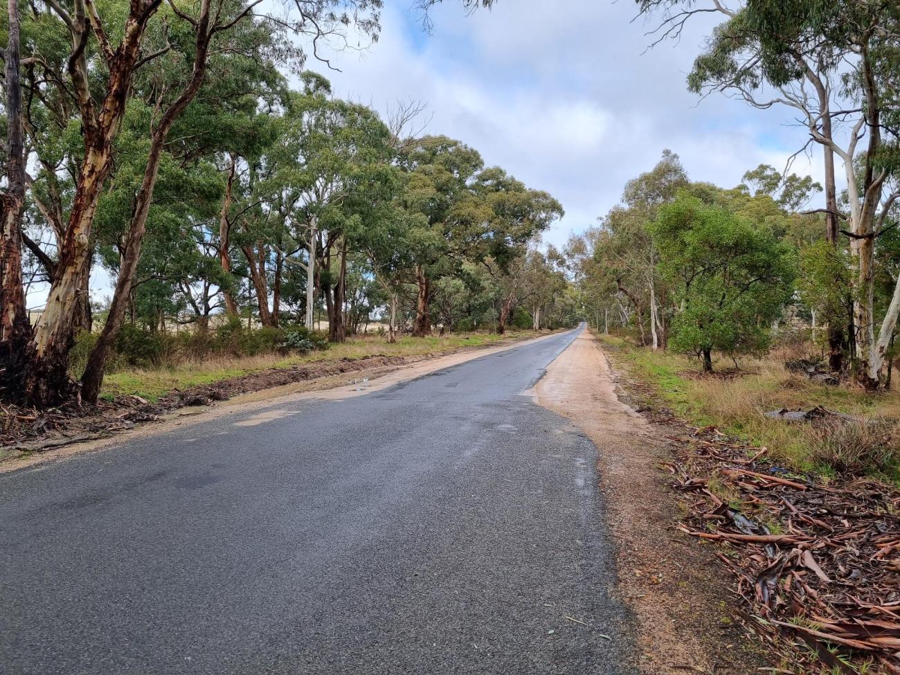 Long shot of rural road with gumtrees along the roadside