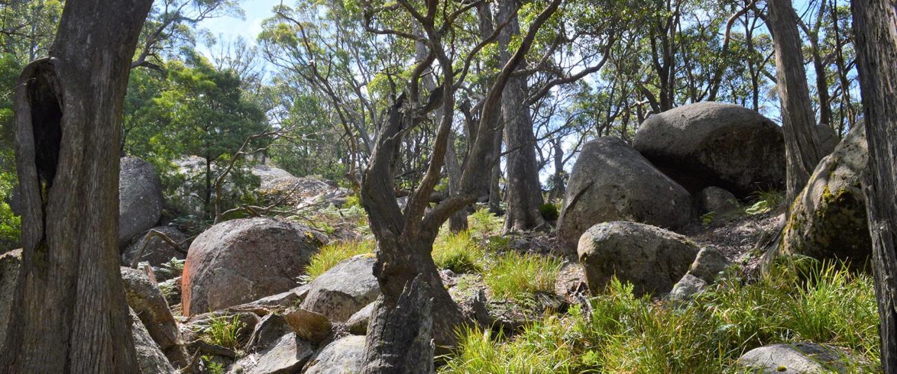 National park scene with sun shining through trees, rocks, ferns and other plants