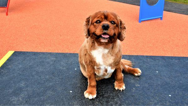 A small caramel-coloured dog sitting in a park and smiling