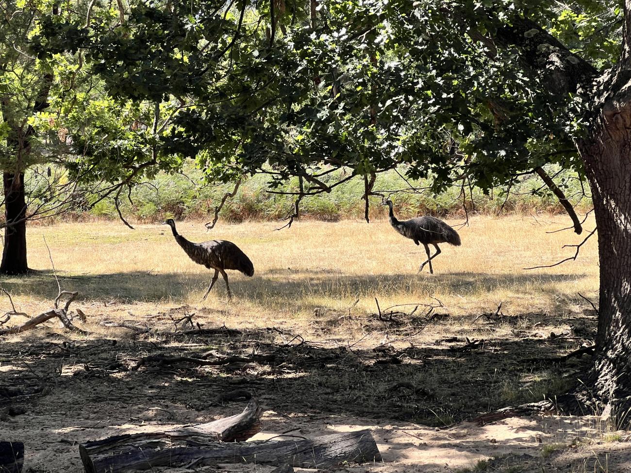 Emus along the Pomonal Tunnel Track walk