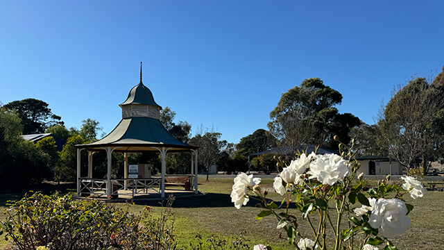 Outdoor rotunda on a sunny day with white rose bushes in foreground