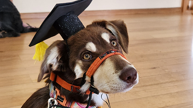 A young puppy wearing a mortarboard