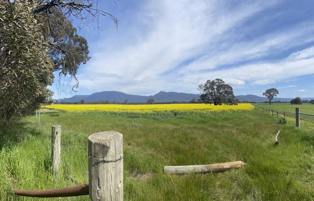 A field of canola